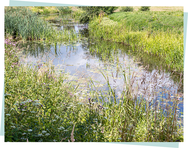 Image of a Sustainable Drainage System (SuDS).